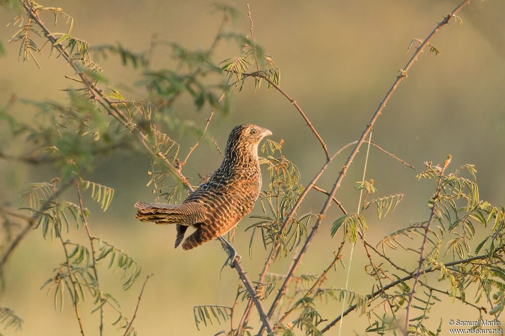 Coucal noirimmature