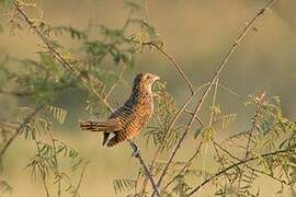 Black Coucal