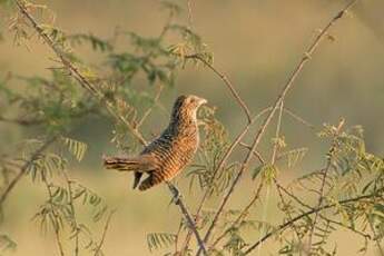 Coucal noir