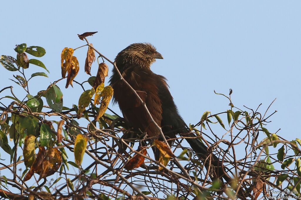 Coucal toulouadulte