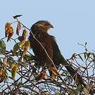 Coucal toulou