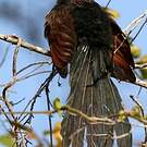 Coucal toulou