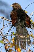 Malagasy Coucal