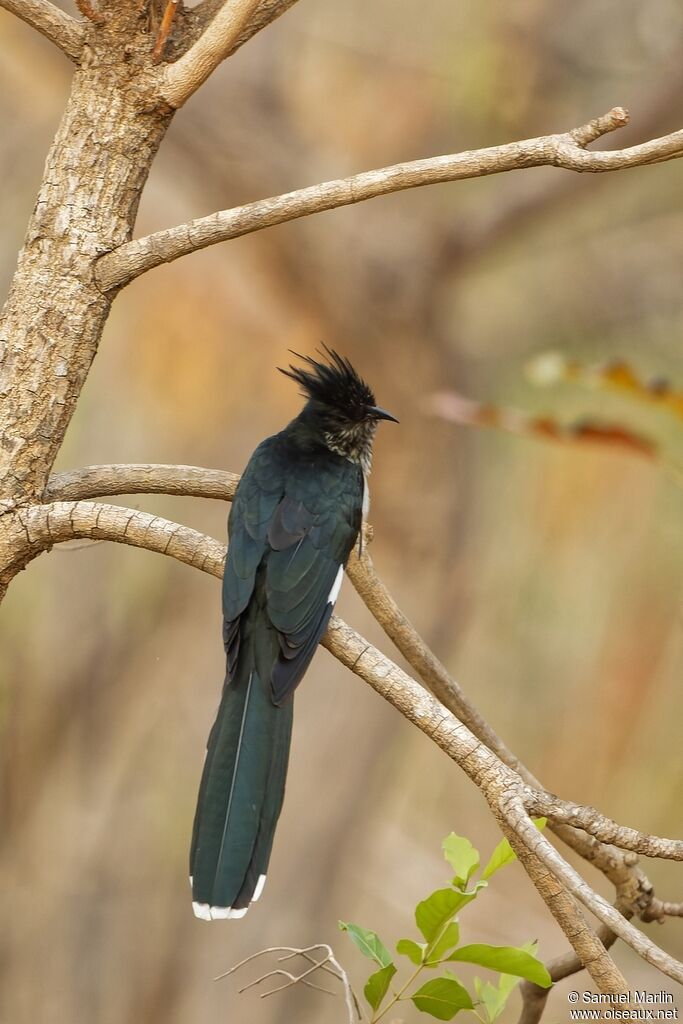 Levaillant's Cuckooadult