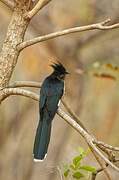 Levaillant's Cuckoo