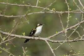 Diederik Cuckoo