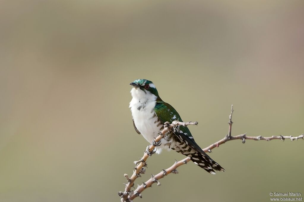 Diederik Cuckoo male adult