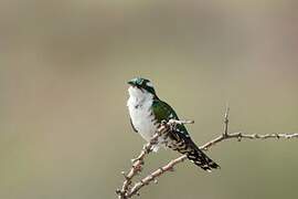 Diederik Cuckoo