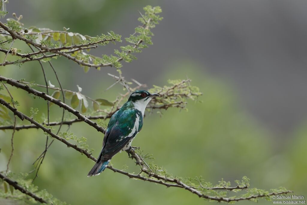 Diederik Cuckoo