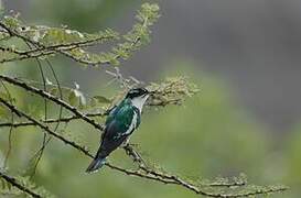 Diederik Cuckoo