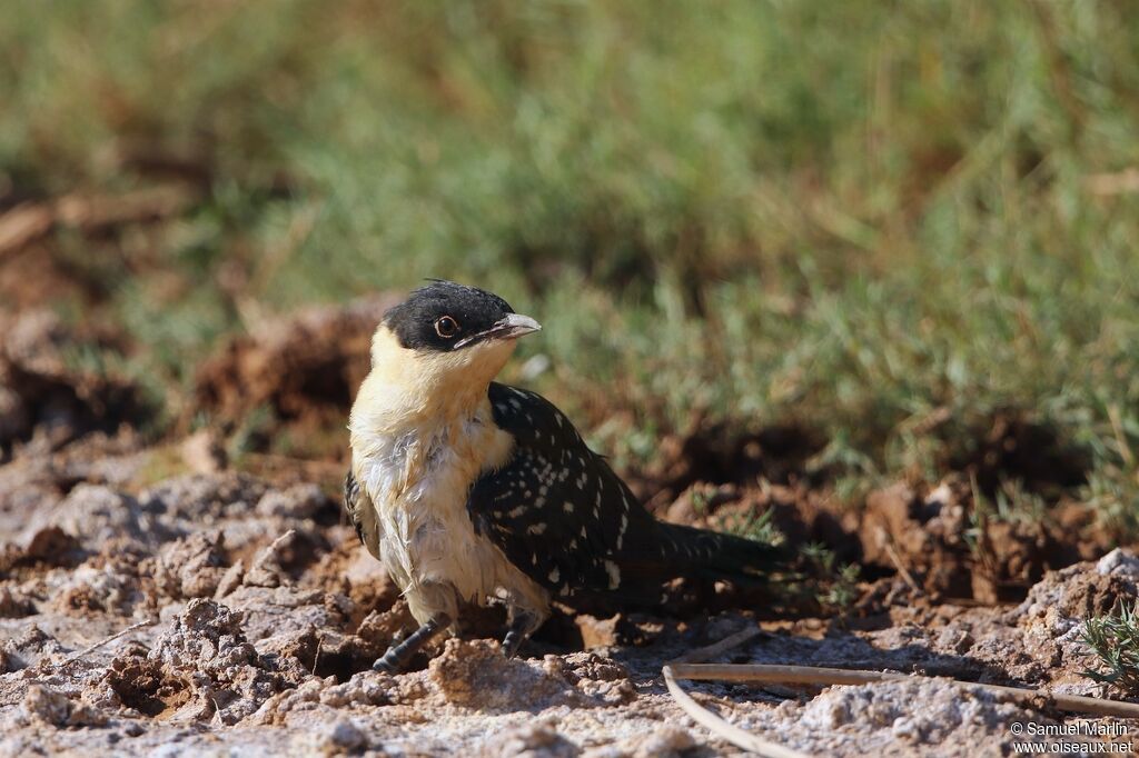 Great Spotted Cuckooadult