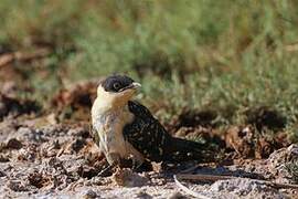 Great Spotted Cuckoo