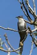 Great Spotted Cuckoo