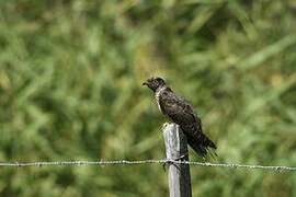 Common Cuckoo