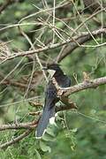 Jacobin Cuckoo