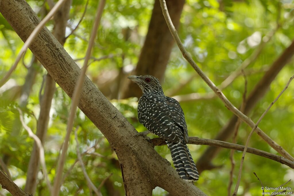 Asian Koel Eudynamys Scolopaceus Female Adult Sama327167