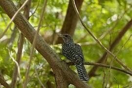 Asian Koel