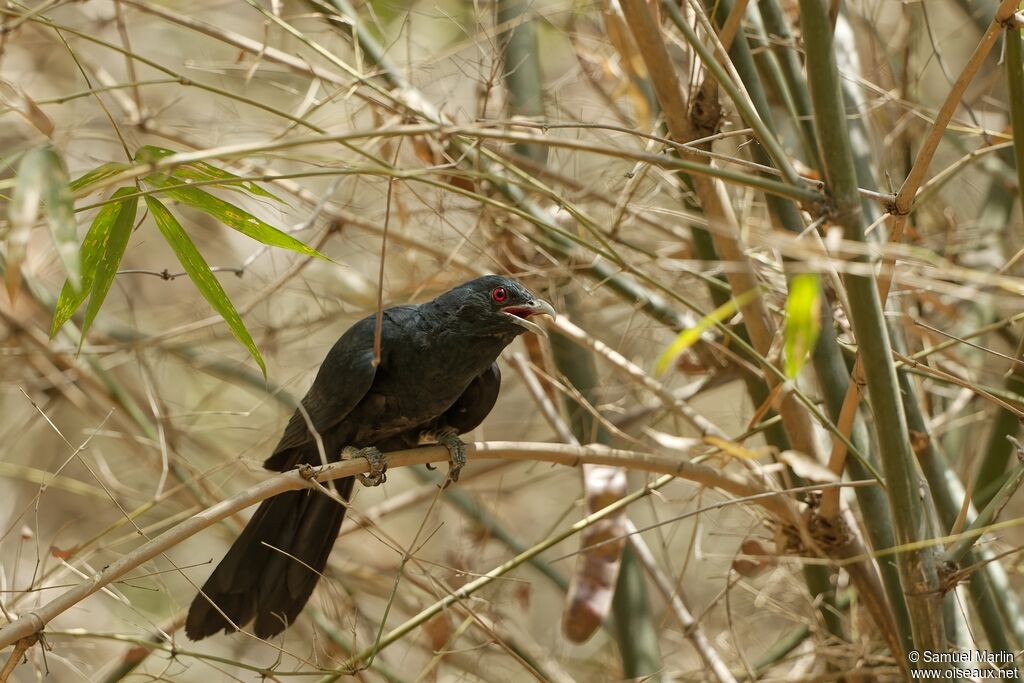 Asian Koel male adult