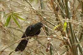 Asian Koel