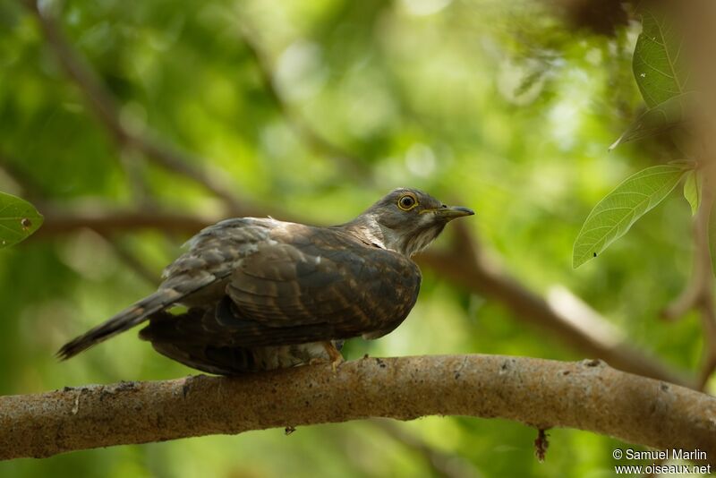 Common Hawk-Cuckooadult