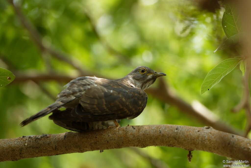 Common Hawk-Cuckooadult