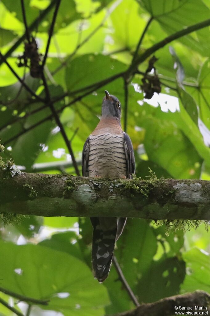 Red-chested Cuckooadult