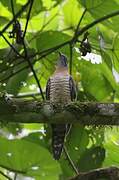 Red-chested Cuckoo