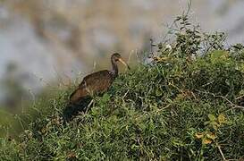 Limpkin