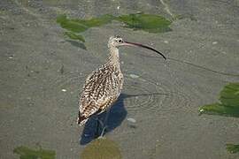 Long-billed Curlew