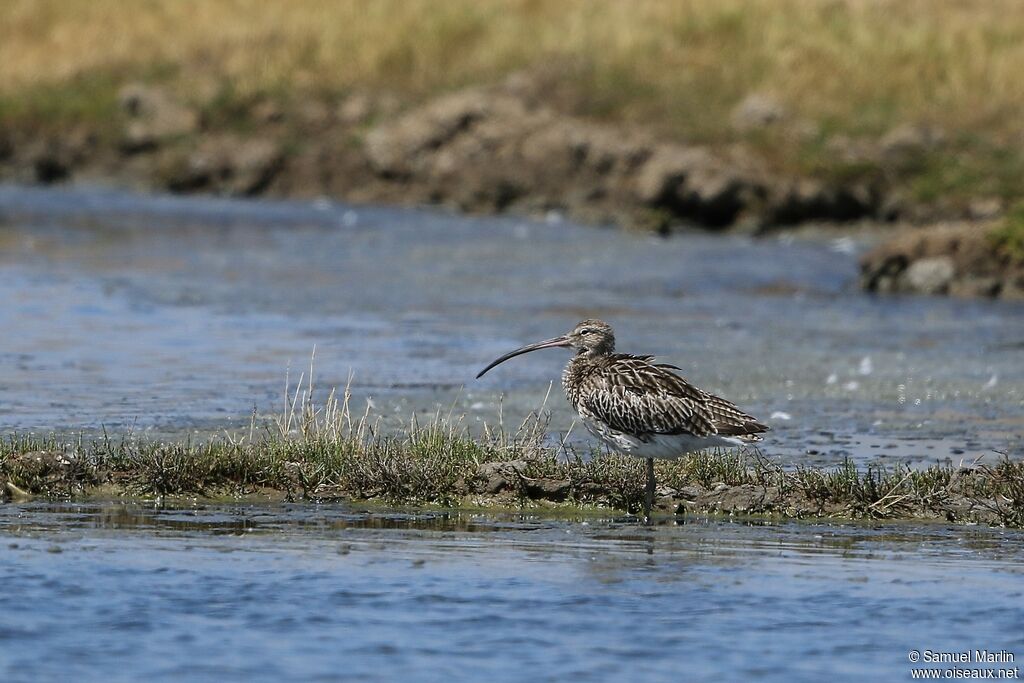 Eurasian Curlewadult