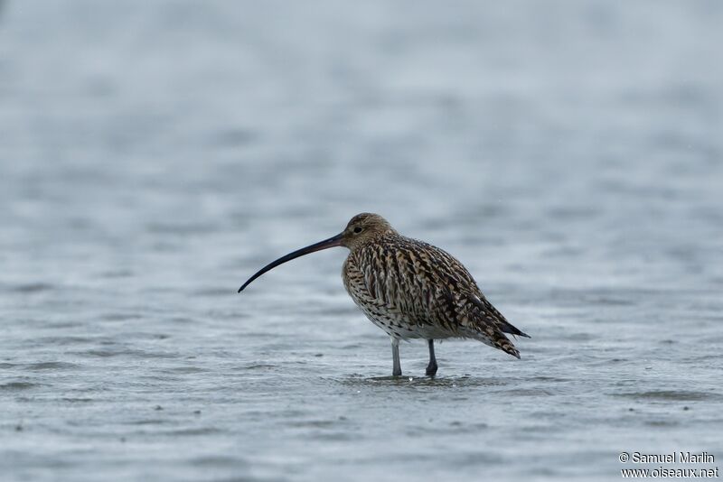 Eurasian Curlewadult