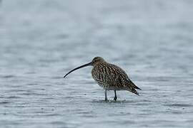 Eurasian Curlew