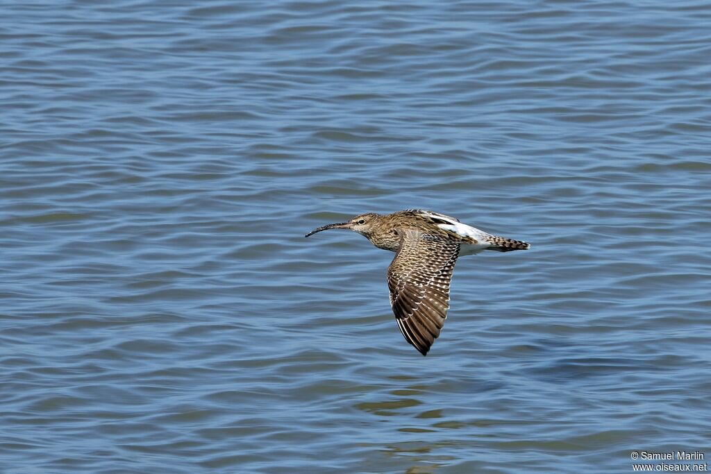 Eurasian Whimbrel, Flight