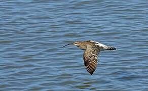 Eurasian Whimbrel