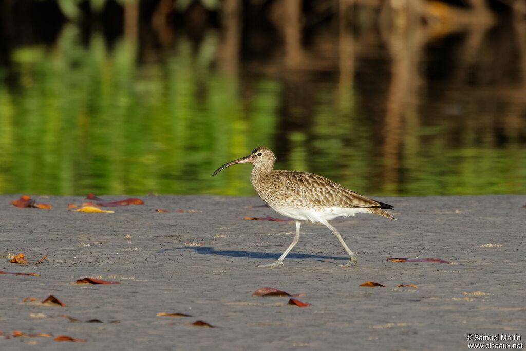 Eurasian Whimbreladult