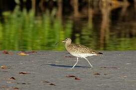 Eurasian Whimbrel