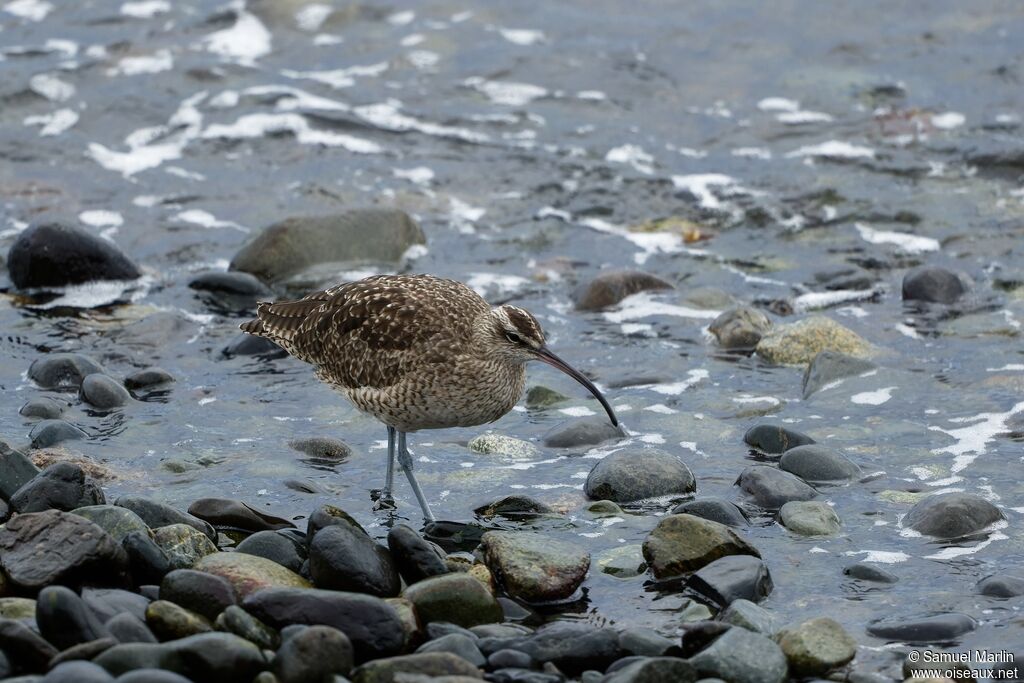 Hudsonian Whimbreladult