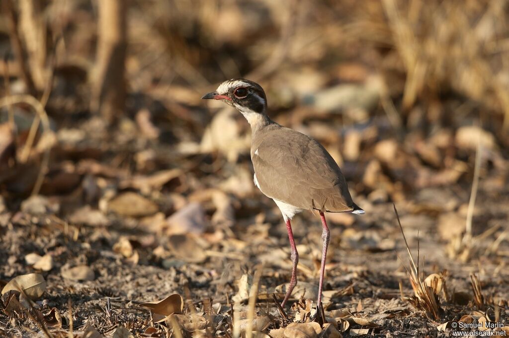 Bronze-winged Courseradult