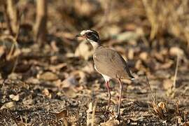 Bronze-winged Courser