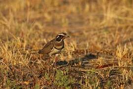 Bronze-winged Courser