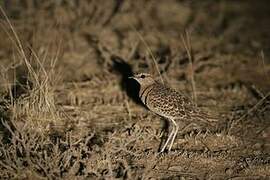 Double-banded Courser