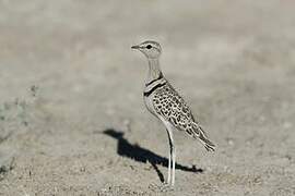 Double-banded Courser