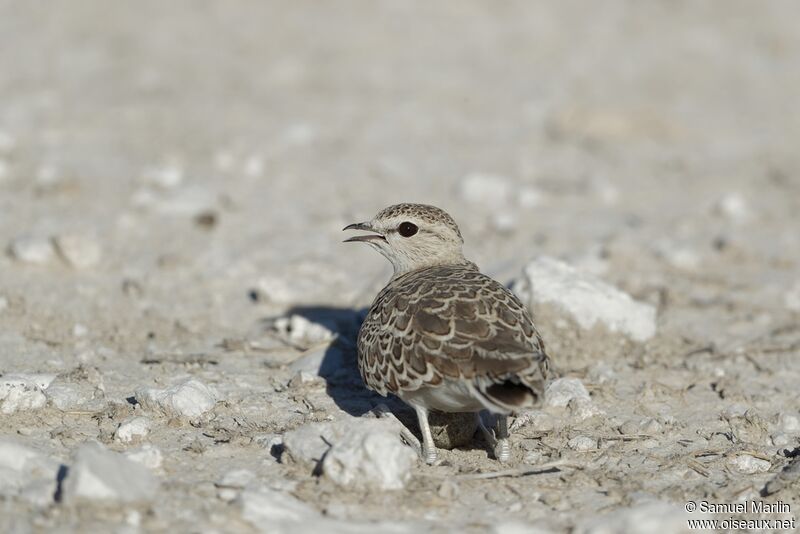 Double-banded Courser female adult, Reproduction-nesting