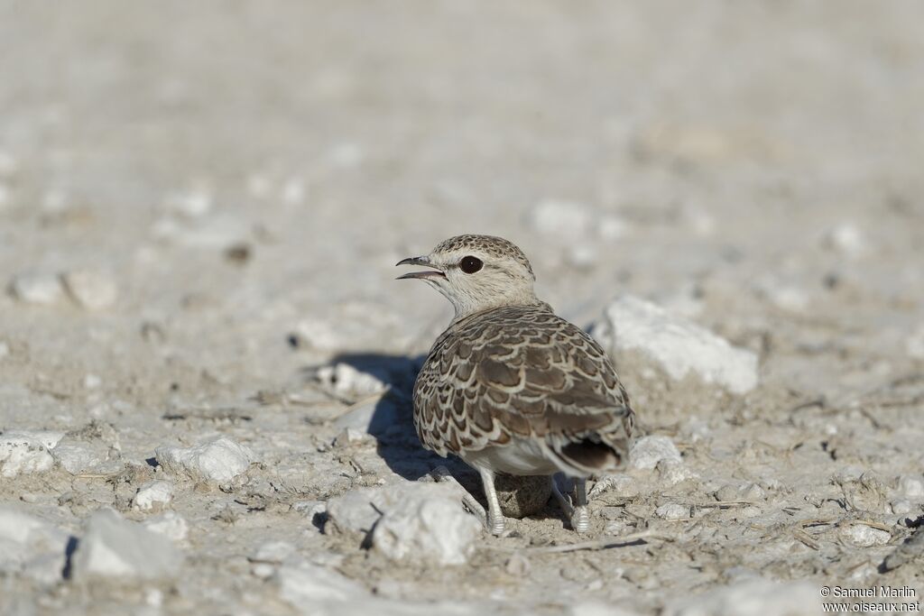 Double-banded Courser female adult, Reproduction-nesting