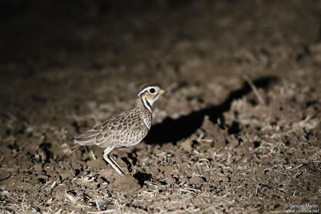 Three-banded Courser