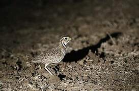 Three-banded Courser