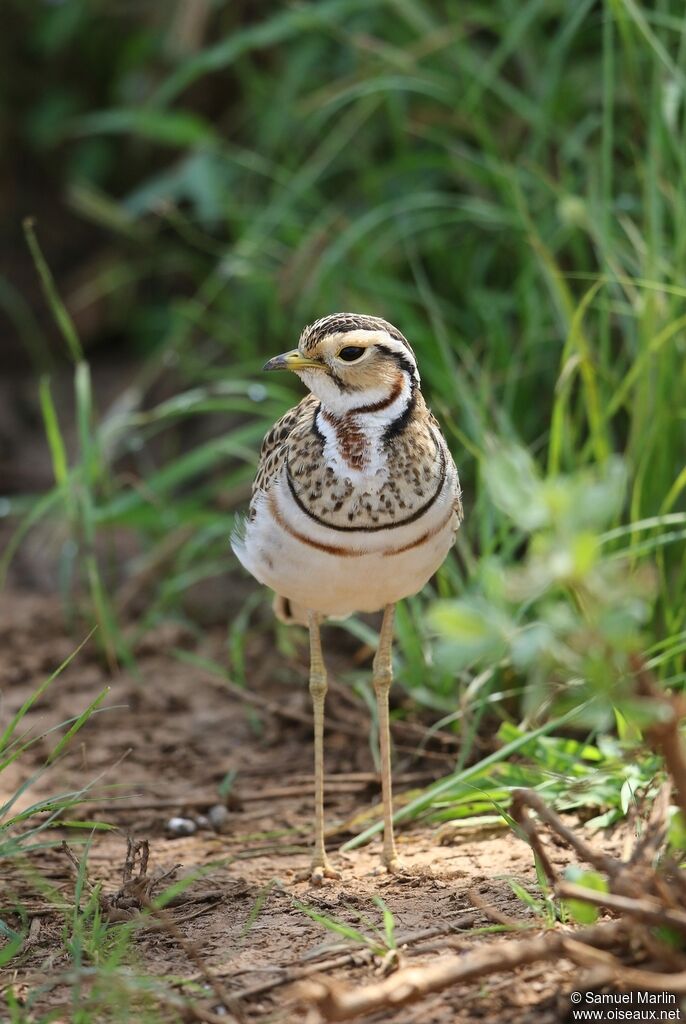 Three-banded Courseradult