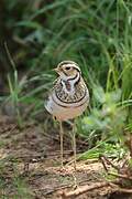 Three-banded Courser