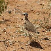 Burchell's Courser