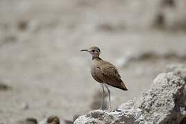 Burchell's Courser